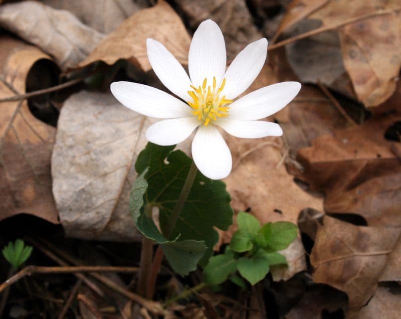 Traditional Ecological Knowledge: challenges and opportunities