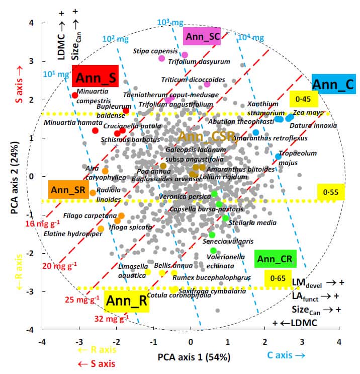 Are a few, large seeds or many, small seeds a better strategy for a plant?