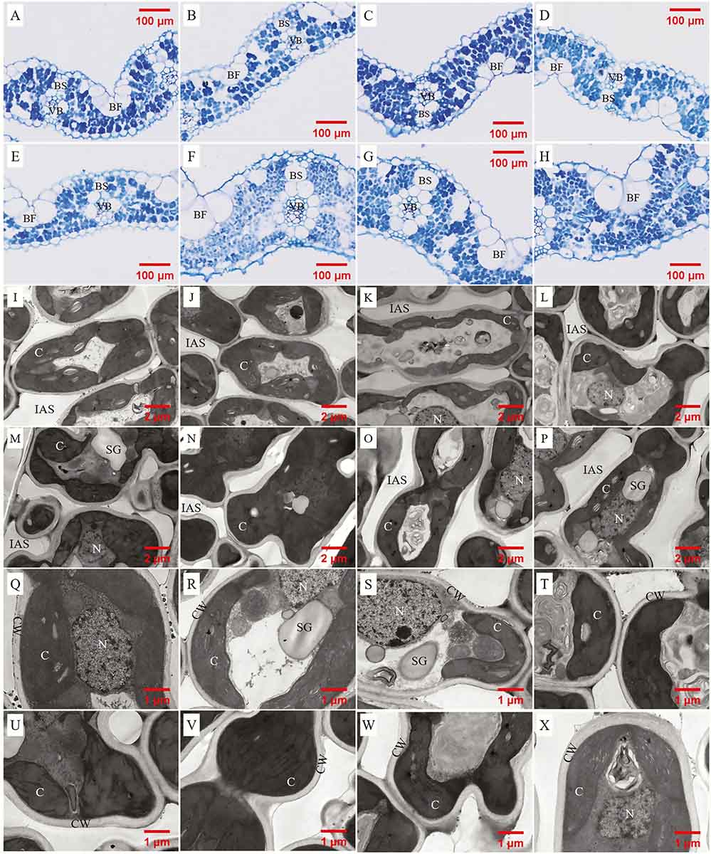 Thicker leaves, thicker cell walls, low mesophyll conductance