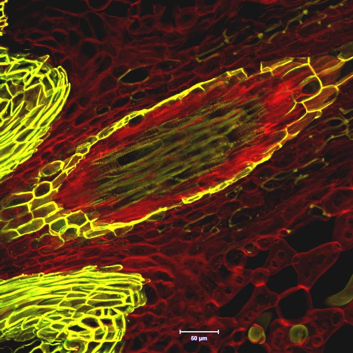 Direct fluorescence imaging of cell walls in plant roots and stems