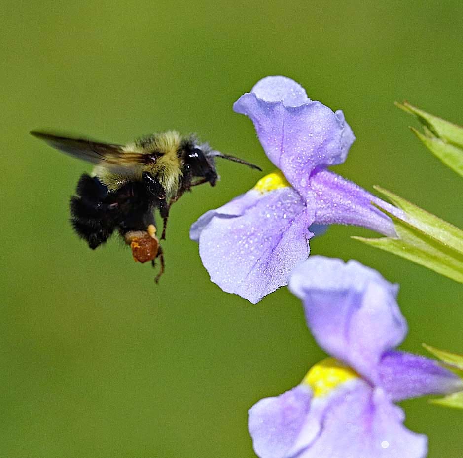 Edge effects and mating patterns in a bumblebee-pollinated plant