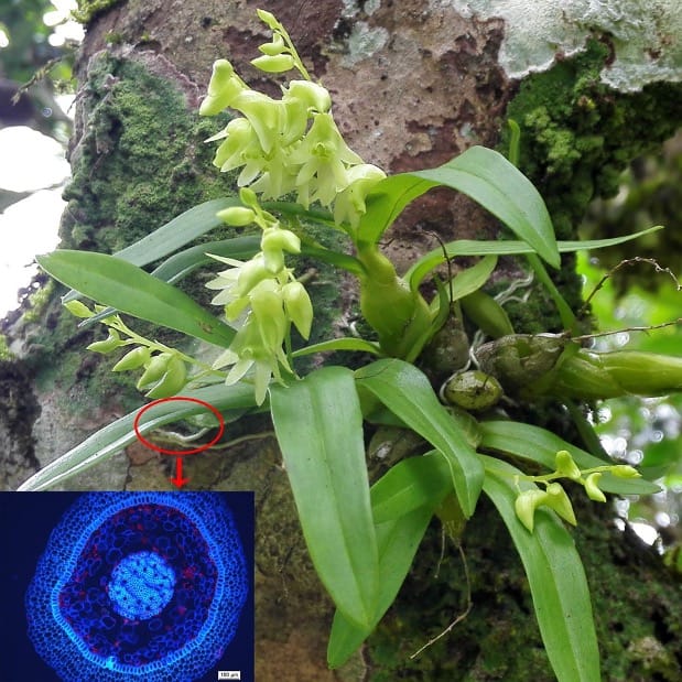 Coordinated evolution of leaf and root anatomy in epiphytes