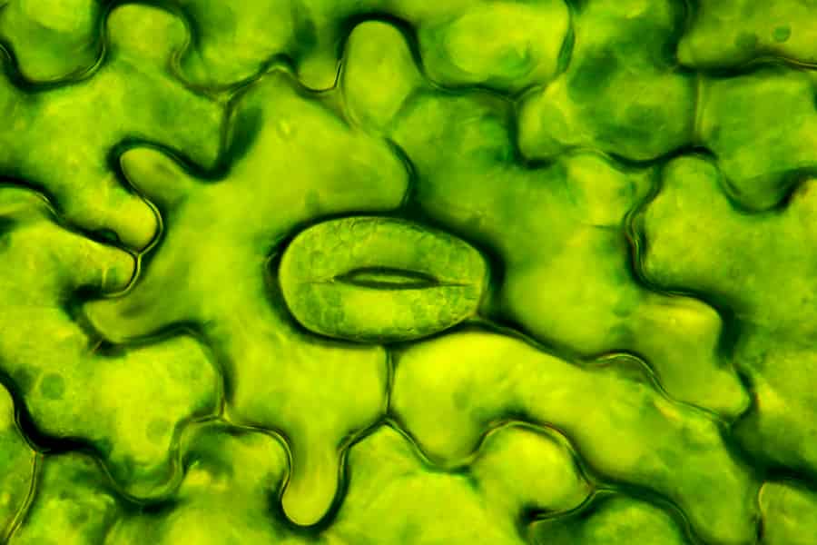 Scientists find a new chemical to induce plant defences