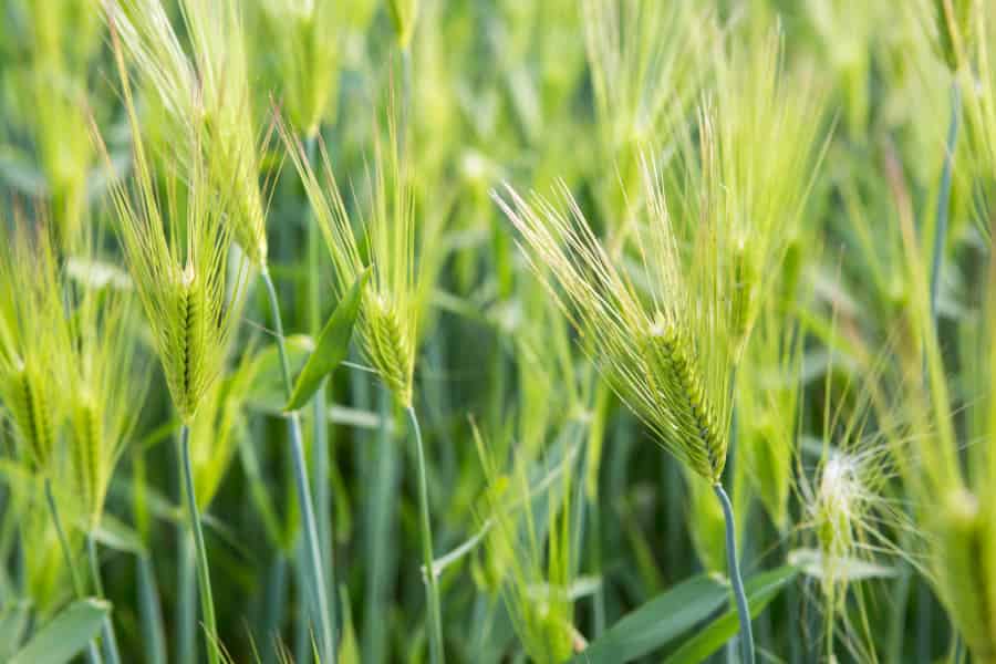 Root hairs offer benefit during drought without decreasing yield in good years