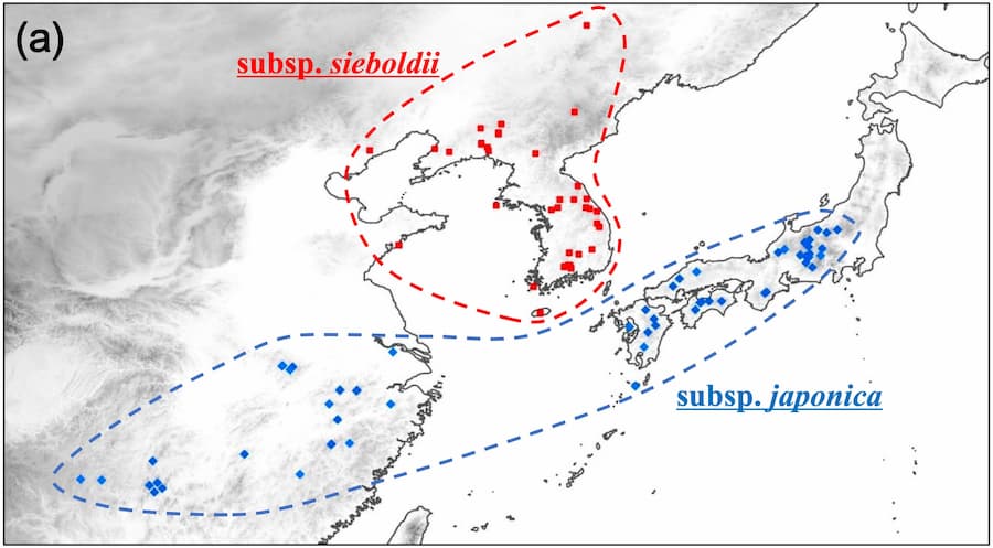 Complex evolution in an East Asian Magnolia species