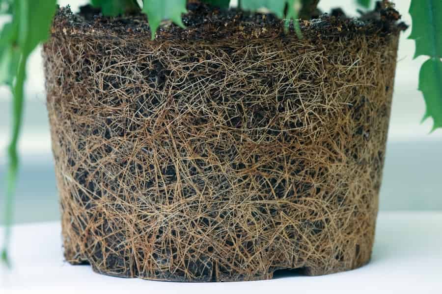 As above, so below? Comparing above- and below-ground functional traits