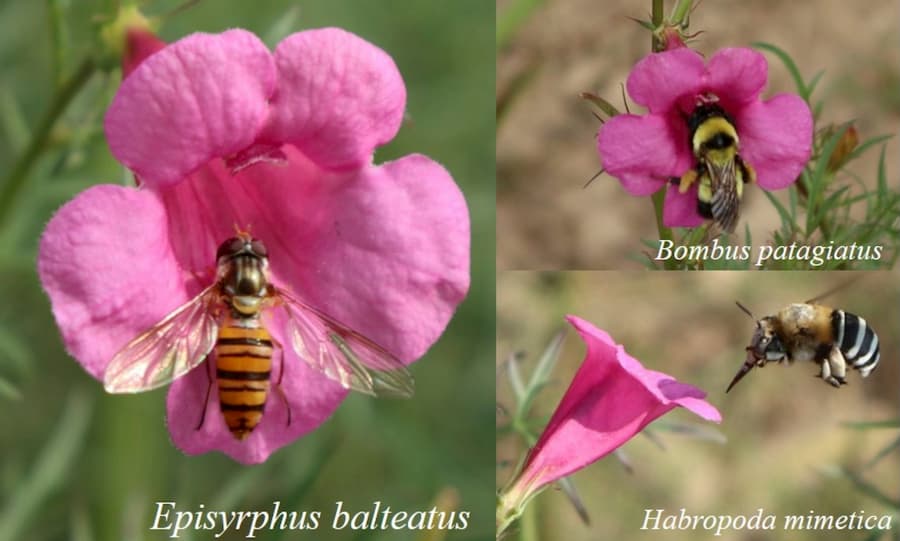 Within a mixed species, annuals self-pollinate more than perennials