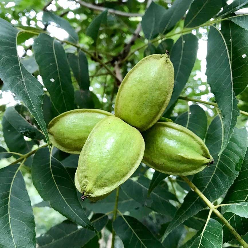 Co-application of biochar and nitrogen stimulates growth of pecan seedlings