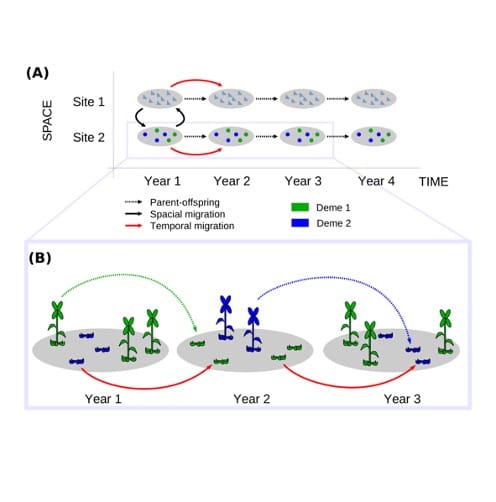 Temporal migration affects genetic diversity of biennial plant populations