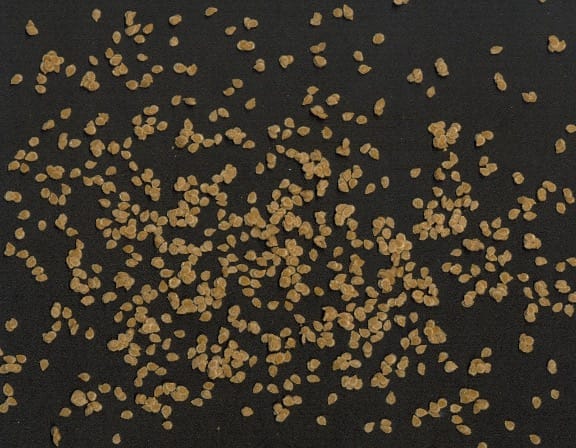 Turning up the heat boosts the longevity of tomato seeds