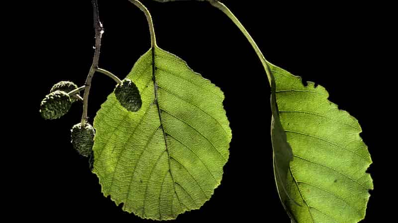 Very fine roots act as renewed carbon sink in rewetted peatland forest