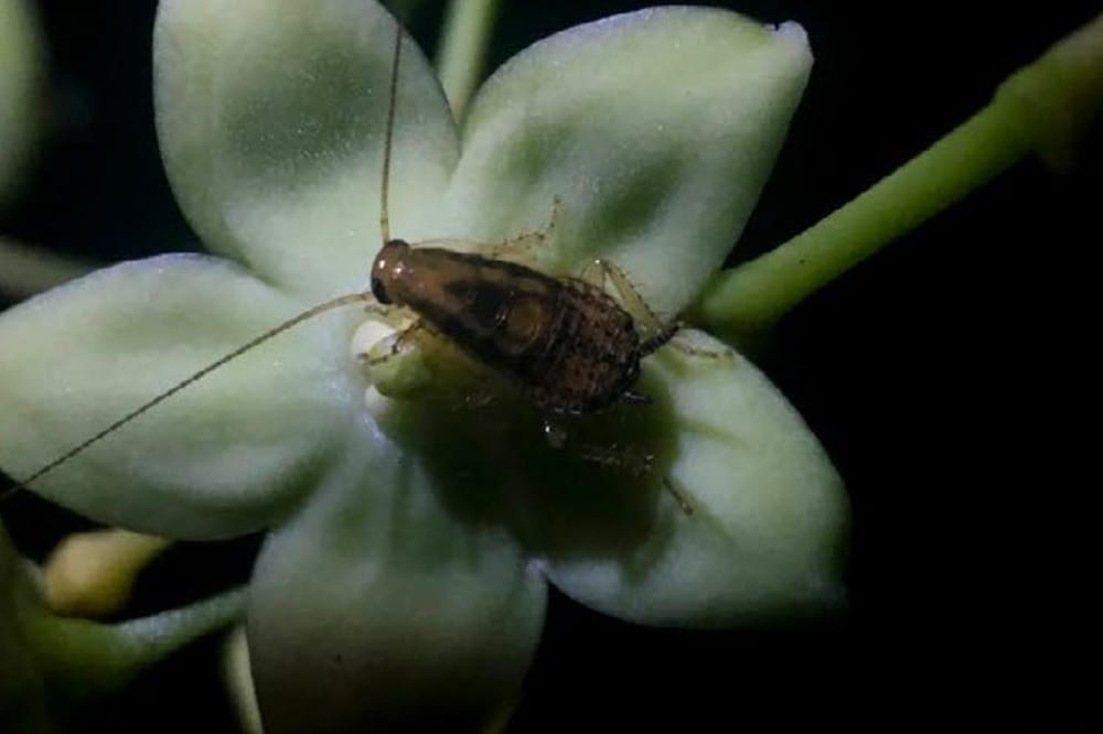 Cockroaches the main pollinator of a rare Chinese flower