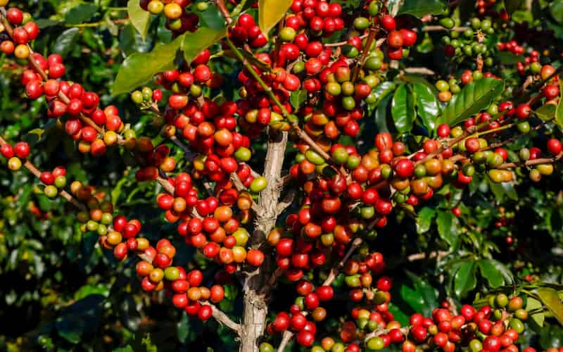 A new assessment of Madagascar’s Coffea species shows which traits reflect phylogenetic signal