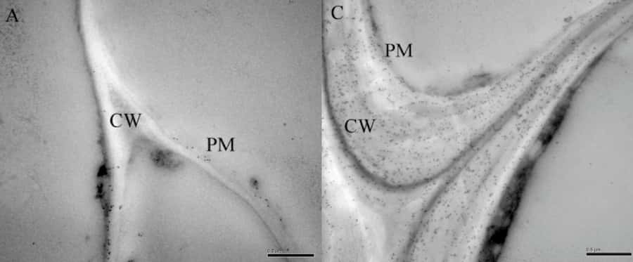 Micrograph showing leaf cross-sections