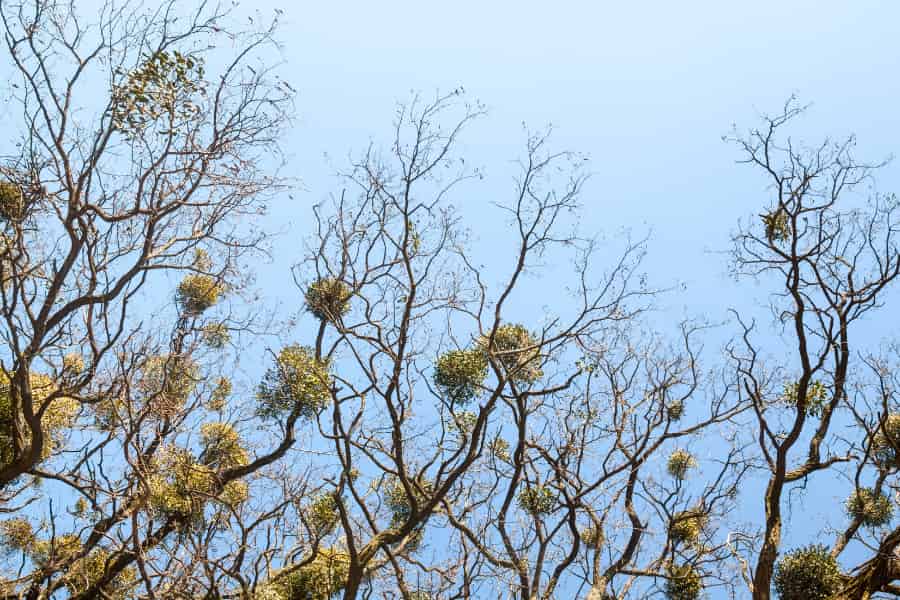 Even in juvenile stages, mistletoe can adjust its physiology according to its host