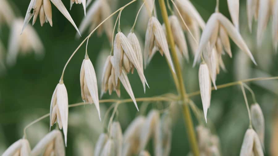 Sunshine makes oats healthier