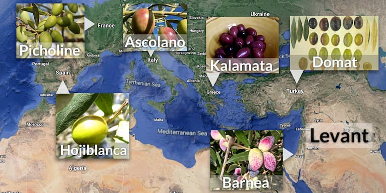 Lessons from Mediterranean olive domestication: keep wild relatives close by and do not “overselect”