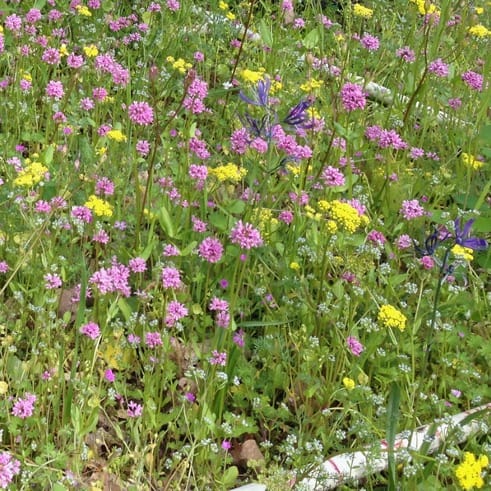 Fighting for resources – a native forb competitively excludes a closely related introduced species