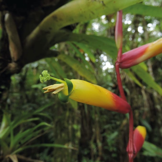 Pollinators drive floral evolution in an Atlantic Forest genus