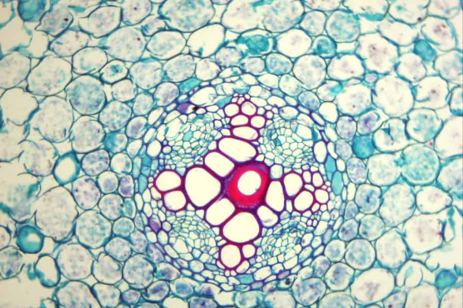 Woodiness only indirectly responsible for embolism resistance in Arabidopsis