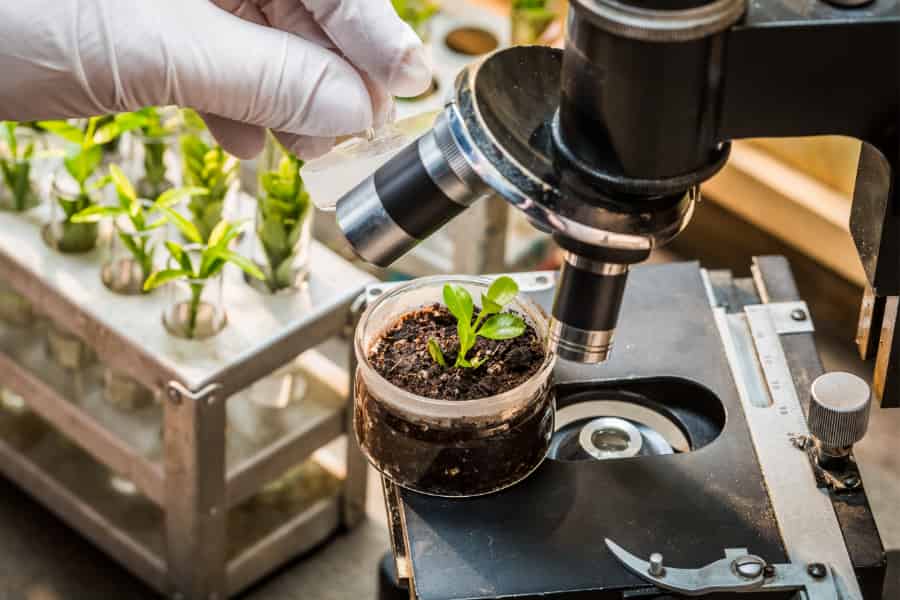 It’s time to boost botany: the science and the word itself