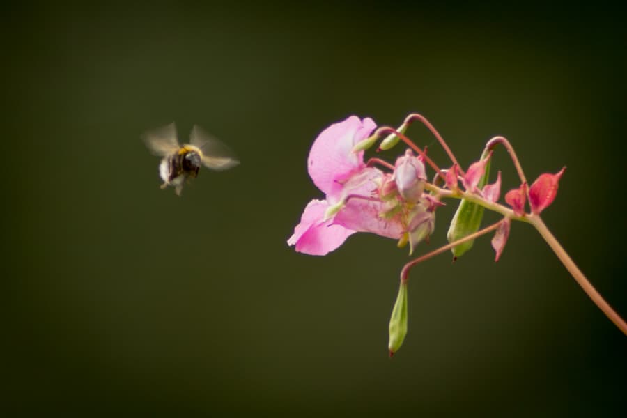 Crop diversity and semi-natural habitat a boon to yields as well as pollinators