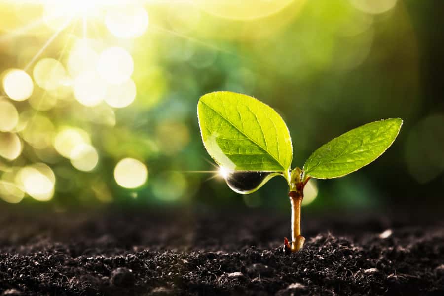 δ13Cp as proxy for water use efficiency is deceptive in young leaves