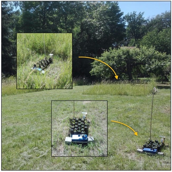Belowground responses of grassland plant species to wind intensity