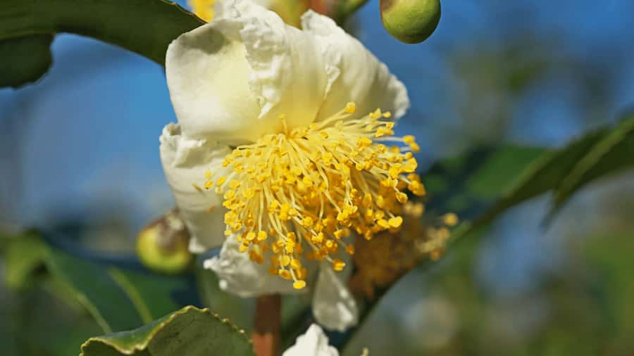 Tea buds are prepared for the cold by remembering past weather