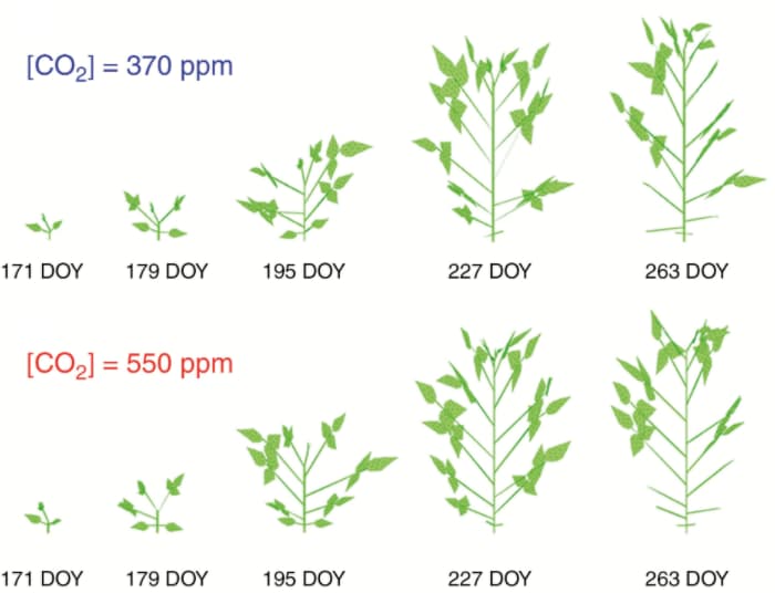 SoyFACE for 3D soybean canopy modelling under elevated carbon dioxide