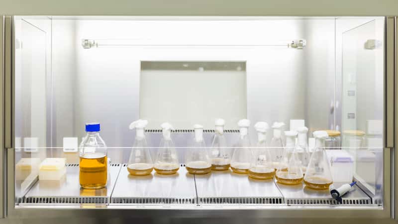 Fungal highways for P-solubilizing bacteria