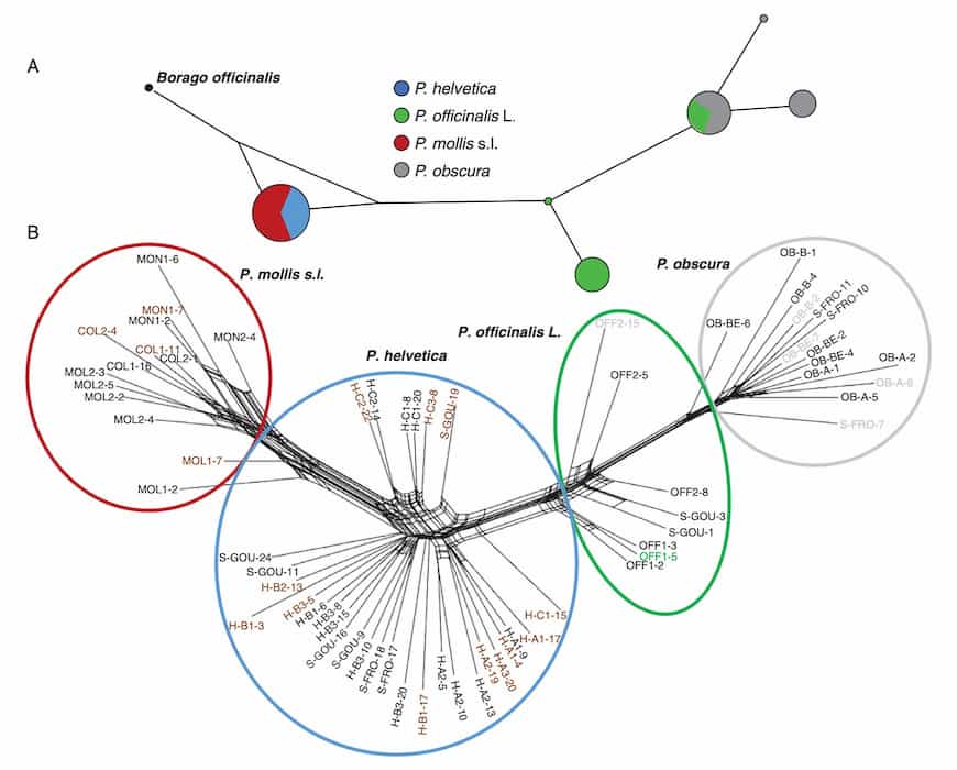 Chromosomal changes more important than niche differentiation in a Pulmonaria hybrid