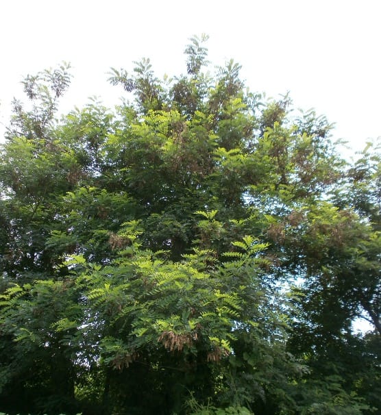 Genetic structure of the riparian invasive tree Robinia pseudoacacia