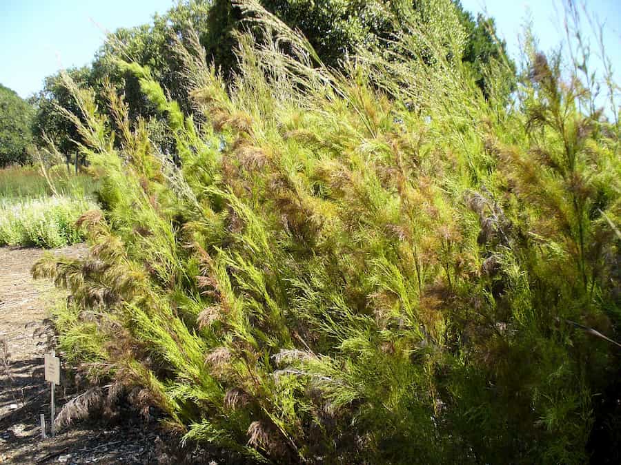 Flowering time likely an important driver of speciation in South African Restionaceae