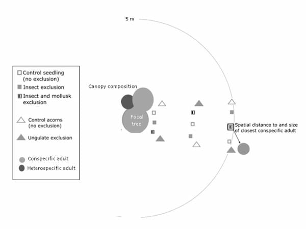 How mammals and molluscs attack oaks