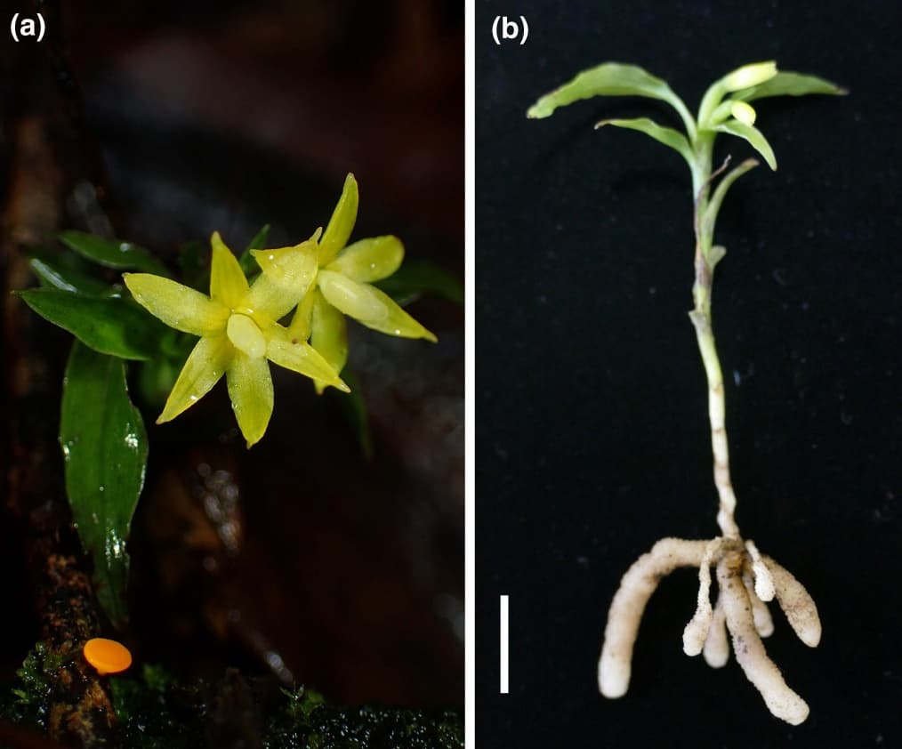 Basal orchid cheats on its fungal partner