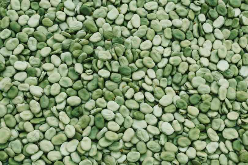 VfODB, a comprehensive database for faba bean improvement