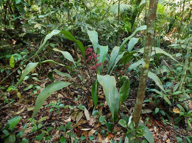 Clonal female populations dominate the tropical herb genus, Hanguana