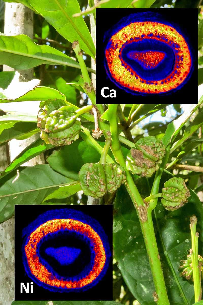 The nickel hyperaccumulators of Borneo
