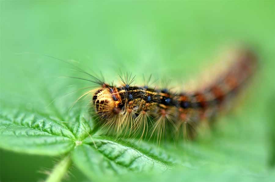Connecting soil nitrogen and gypsy moth herbivory in a US oak forest
