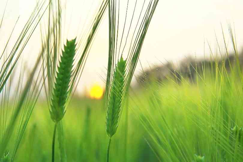 Identifying QTLs for dynamic photosynthesis in barley