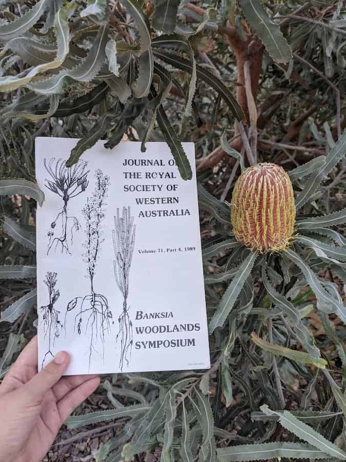 Nature in the city: how to protect Perth’s Banksia woodlands?