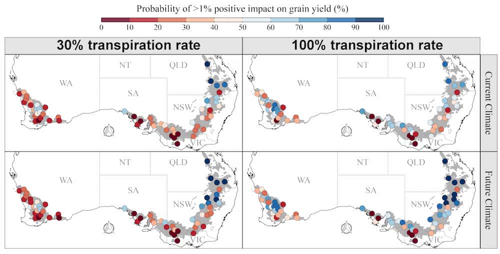 Is there a yield cost for limiting water loss during the hot hours of the day in wheat?