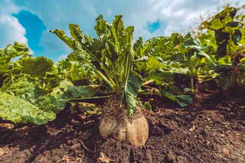 Fast and small stomata optimise the water use efficiency of sugar beet