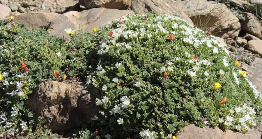 Nurse cushion plants show independent trait adaptation to differing habitats