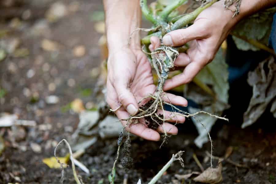 Condensed tannin distribution in fine roots linked to mycorrhizal type