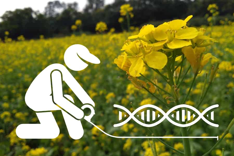 Seasonality and glucosinolate production important factors in genome size in a clade of mustards