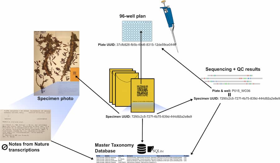 A new high-throughput method for building large phylogenies from herbarium samples