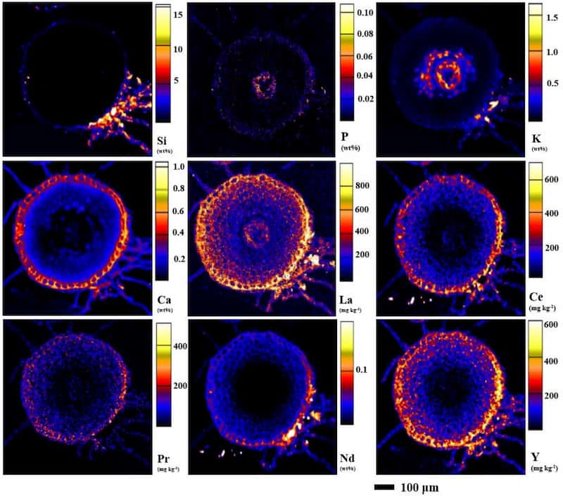 Rare pictures of Rare-Earth Elements in live hyper-accumulating fern roots and shoots: silicon might play a role in detoxification