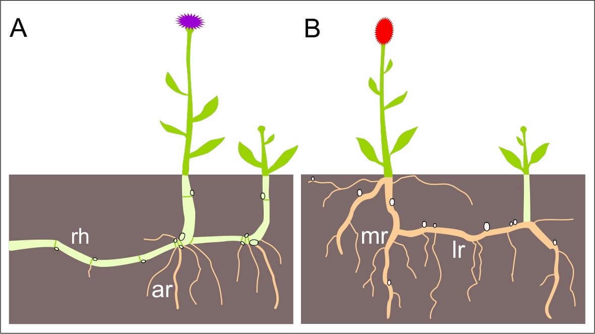 What traits govern root sprouting in temperate herbs?